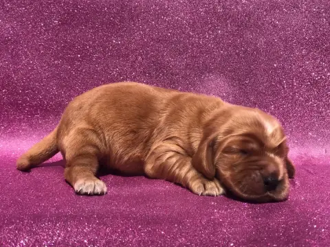 Cocker Spaniel Anglais