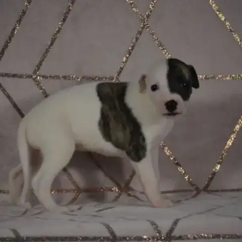 Chiot Whippet