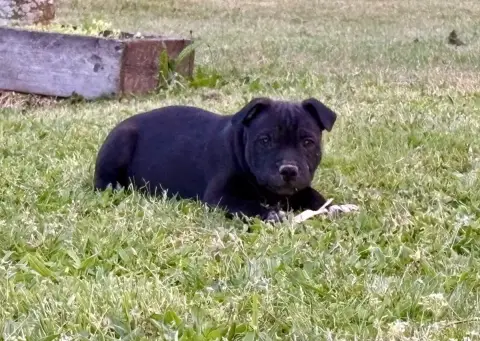 Staffordshire Bull Terrier  Black Arvernmolosse