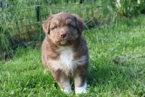 Berger Australien  Brooklyn Kyubi Sheperds photo 2