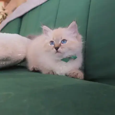 Chaton Sibérien Loof