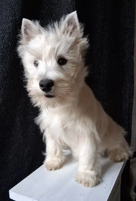 West Highland White Terrier  Arlette Gruss Du Moulin  71d44 photo 3
