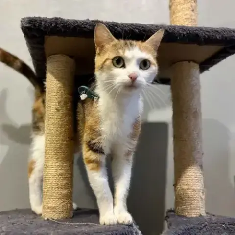 Tout Simplement Adorable - Minette