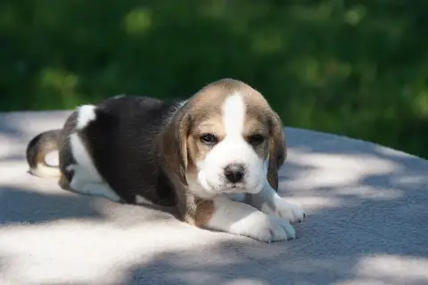 Beagle  Chiot N°5 Forgiveness American Dog photo 3