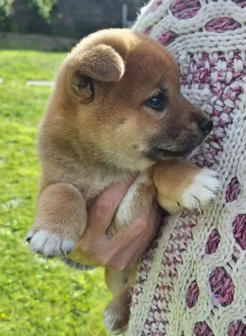 Shiba  Chiot N°3 Du Sceau- photo 2