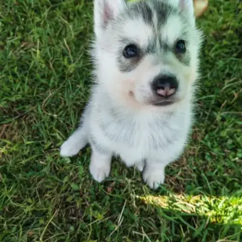 Magnifique Chiot Husky Sibérien