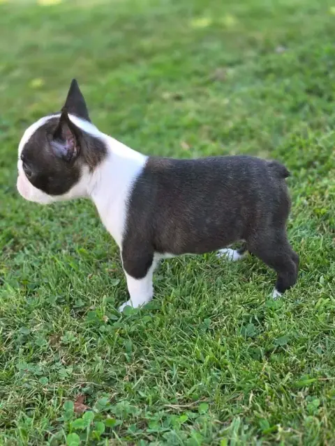 Boston Terrier  Balto Du Domaine De La Cour Souverain 847e6 photo 2