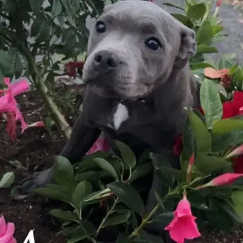 Staffy Gris Bleu 4 Femelles