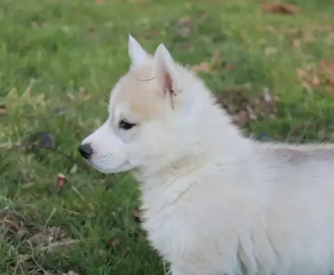 Siberian Husky photo 2