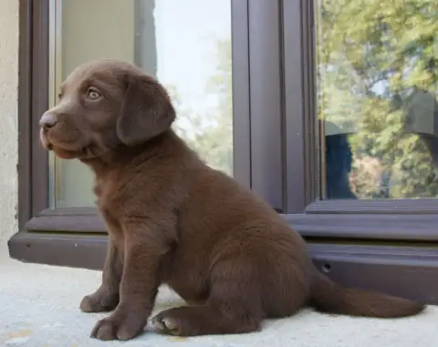 Labrador Retriever  Mc6 Des Assards De Pierregourde 58aee photo 2