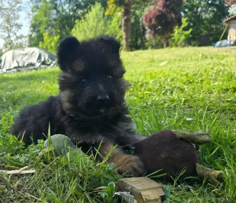 Berger Allemand Poil Long  Chiot N°3 Des Bergers Des  f6aee photo 2