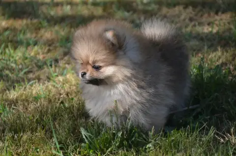 Spitz Allemand  Chiot N°1 De La Foret Des Reves Bleus 7d189 photo 3