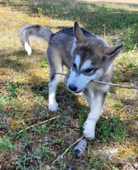 Alaskan Malamute 
                        Bagel Des M 7f2bd photo 3