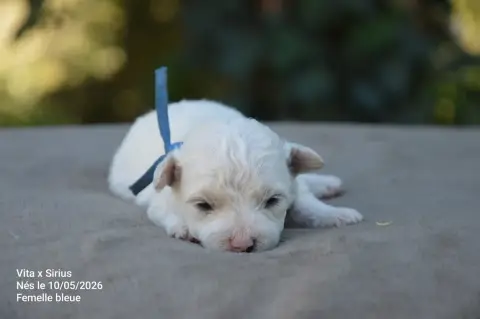 Bichon Frise  Chiot N°5 Mady'N Alphysia