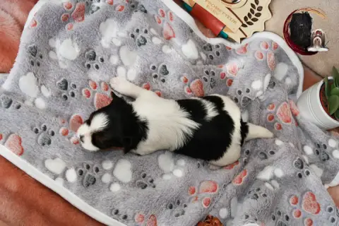 Biewer Terrier  Marron Black Of Angels Life photo 2