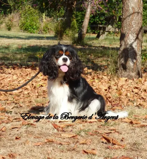 Cavalier King Charles Spaniel  Bijoux Du Royaume De P 061ff photo 3