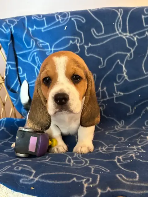 Beagle  Barbie Du Hameau De Roxane photo 2