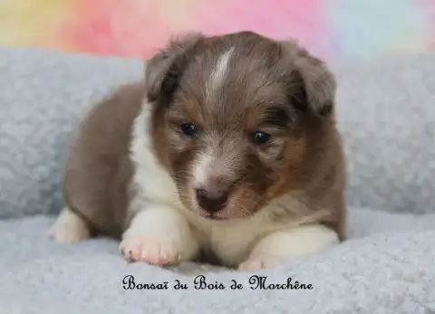 Shetland Sheepdog  Bonsaï Du Bois De Morchène photo 3
