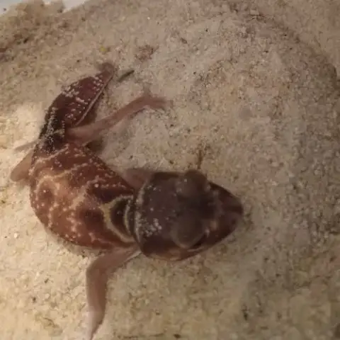 Gecko Nephrurus Levis Pilbarensis High White