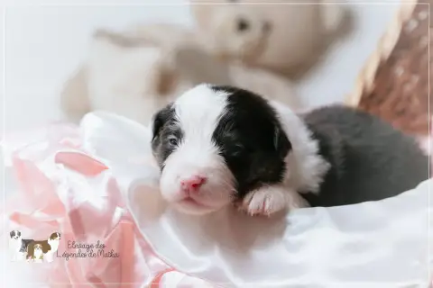 Berger Australien  Chiot N°3 Des Légendes De Maika