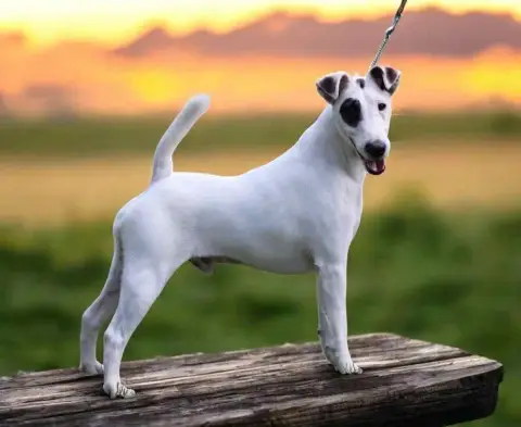 Fox Terrier Poil Lisse  Chiot 2 De La Metevinière photo 2