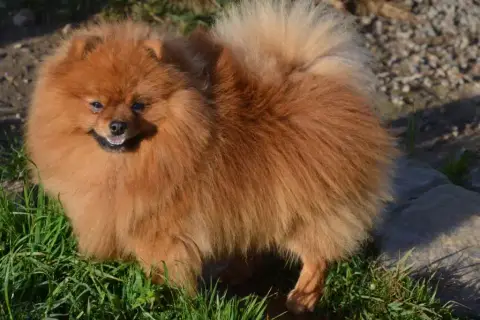 Spitz Allemand  Chiot N°1 Du Bois Des Amazones photo 3