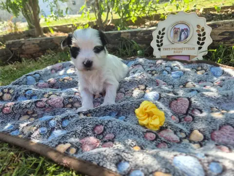 Biewer Terrier  Jaune Black Of Angels Life