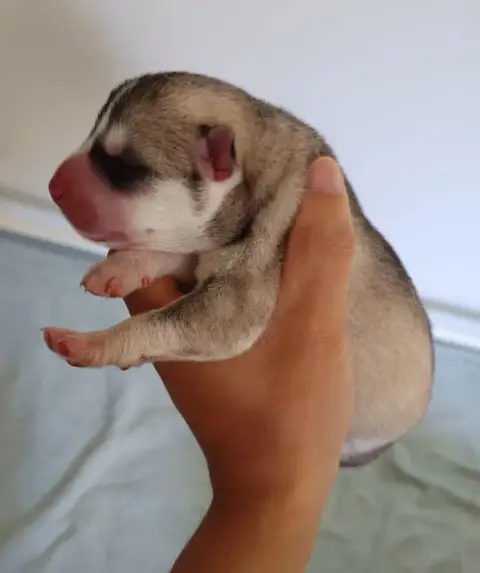 Siberian Husky  Bossa Nova Of Siberian Melody photo 3