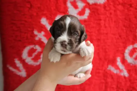 English Springer Spaniel  B Brush Master