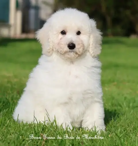 Caniche  Beau Gosse Du Bois De Morchène