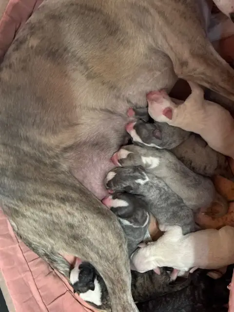 Whippet  Blinis Du Cèdre Enchanté photo 3