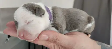 American Staffordshire Terrier  Chiot Collier Violet  9d121