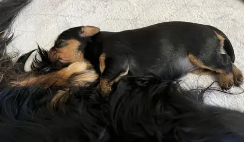 Cavalier King Charles Spaniel  Chiot N°3 Of Rapsody Q cdf14 photo 2