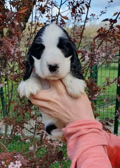 Cocker Spaniel Anglais  Chiot 2 Of Shepherd'S Paw