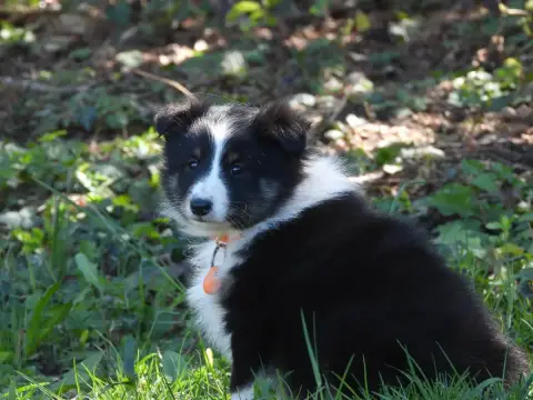 Shetland Sheepdog  Chiot N°2 Du Sapin Vert photo 2