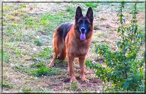 Berger Allemand  Chiot 4 Du Vent De Traverse photo 3