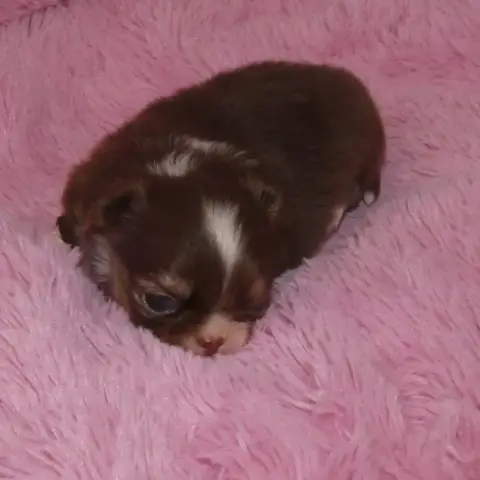 Chihuahua  Chiot N°2 Des Ptits Dragons De Cupidon photo 2