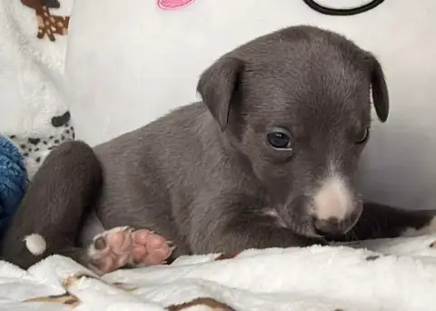 Whippet  Batman De La Bastie D'Hucaroc photo 3