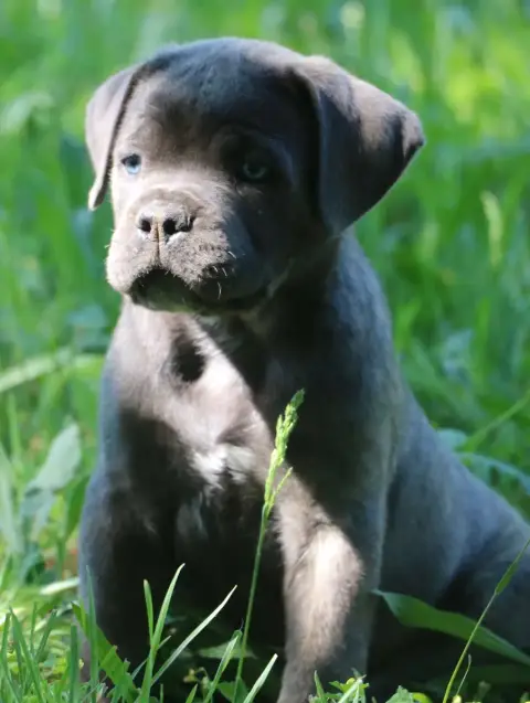 Cane Corso  Butch Dei Protettori Della Corona