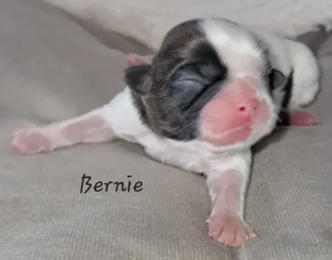 Shih Tzu  Bernie Soclemax photo 2