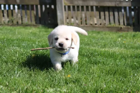 Labrador Retriever  Collier Bleu Clair Of The Little  ad630