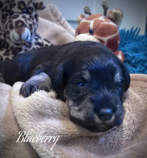 Schnauzer Miniature  Blueberry Des Forbans Du Roc D'H e83c4 photo 2