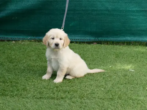 Golden Retriever  Male Sans Collier Du Temps Des Amaz 201ee