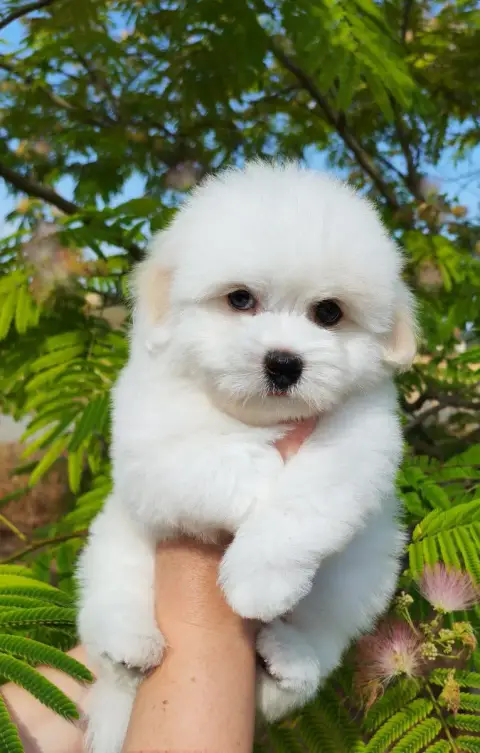 Coton De Tulear 
                        Briséis Anal 1e277