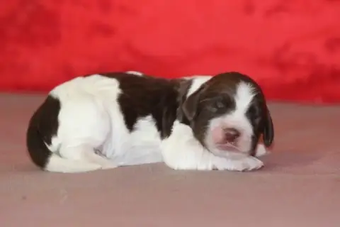English Springer Spaniel photo 3