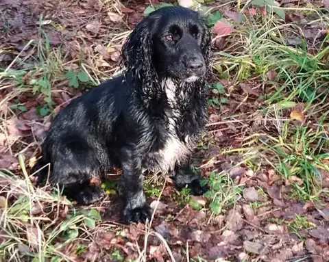 Cocker Spaniel Anglais  B Brush Master photo 3
