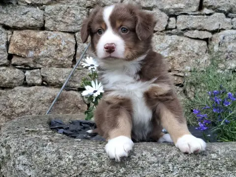 Berger Américain Miniature  Chiot N°4