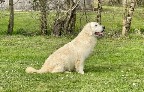 Golden Retriever  B.. Collier Noir Des Gardiennes De  12237 photo 2