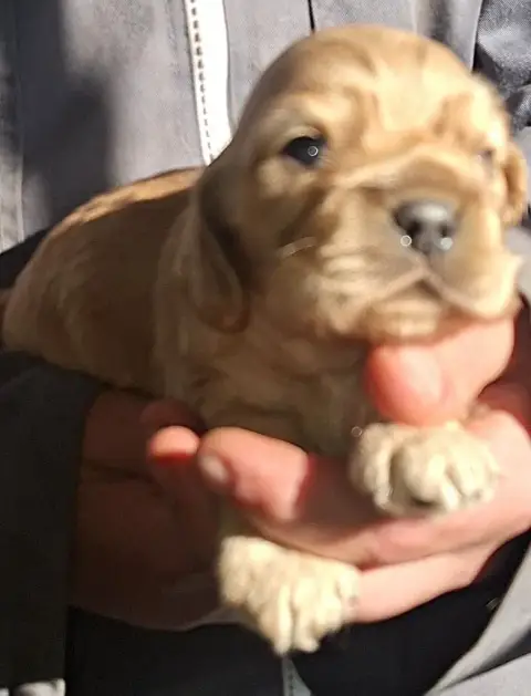 American Cocker Spaniel  Arcane Du Trio Des Malous photo 2