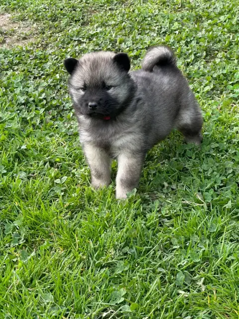 Eurasier  Baïne Des Ptites Pattes Du Bonheur